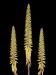 Aloe vera syn. barbabensis g.JPG